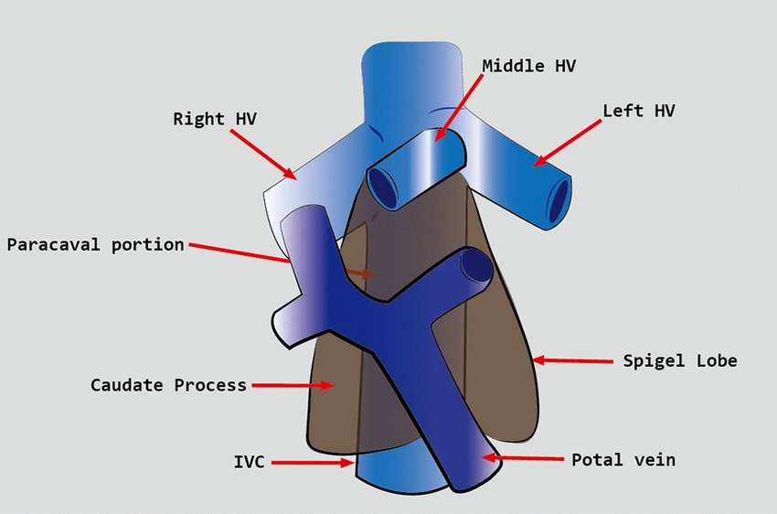 Heart Treatment in Gurgaon